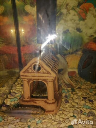 Аквариум с рыбками