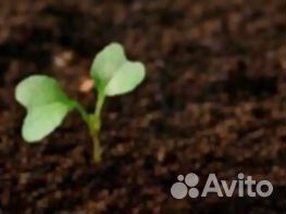 Плодородный грунт