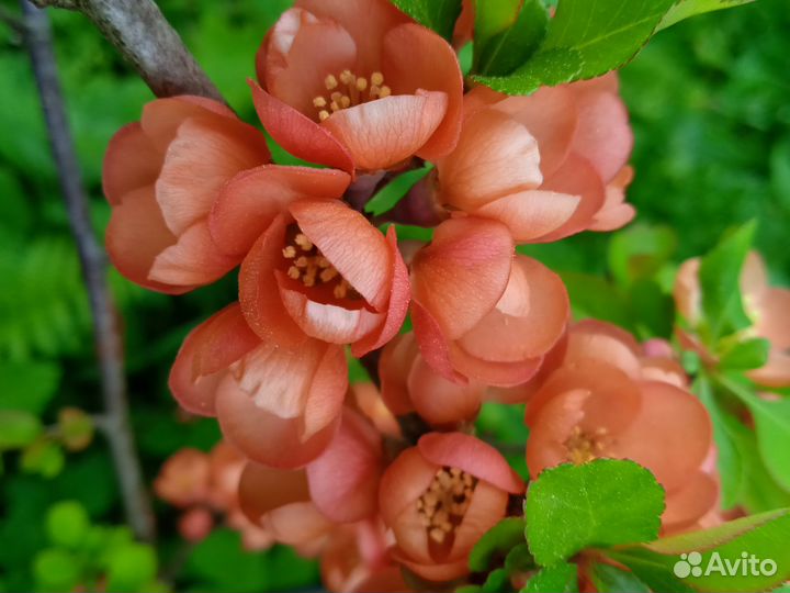 Саженцы айвы японской в контейнере