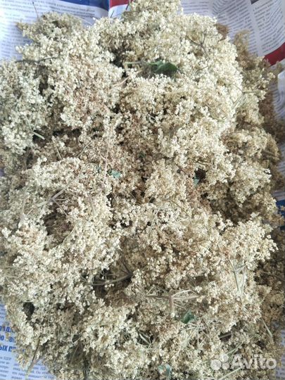 Цветки белой акации бузины черной