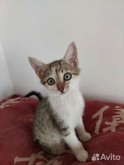 Милые глазастики