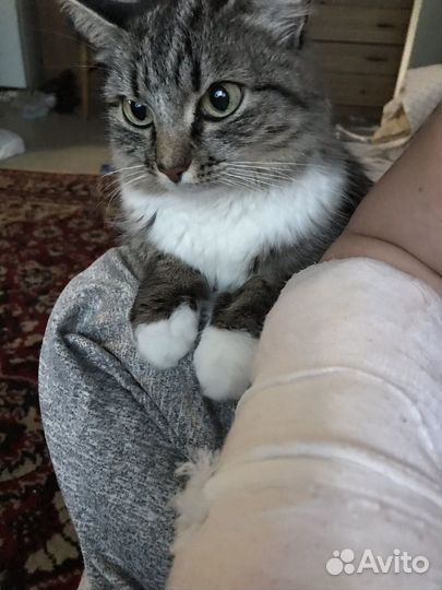 Отдам в добрые руки кошку