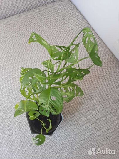 Монстера манки маск