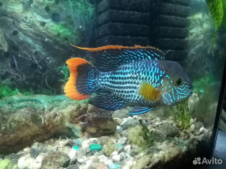 Рыба цыхлиды