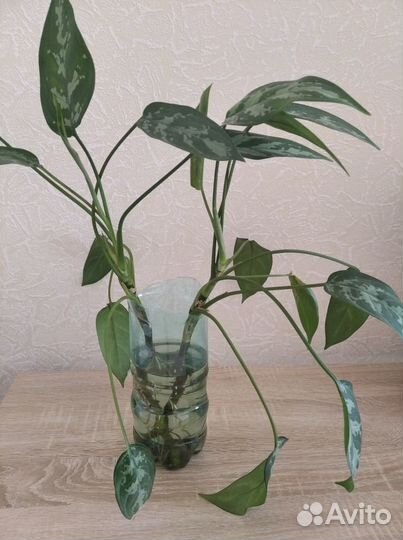 Аглаонема Трейба