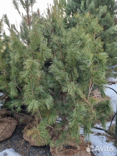 Саженцы хвойных растений