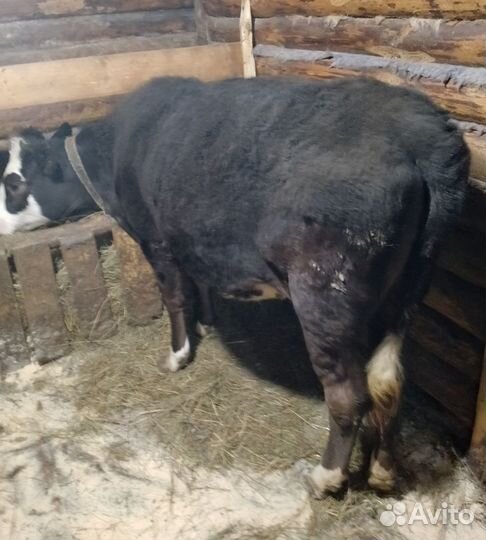 Тёлка 11 мес