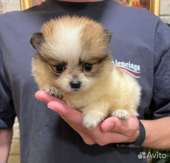 Померанский шпиц мини