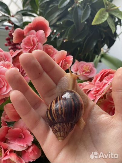 Улитки ахатины иммакулята снимают стресс