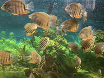 Рыбы Цихлизома Северум красноплечии (Роткейл)