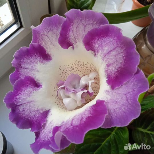 Глоксиния махр., лист