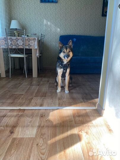 Макс в добрые руки