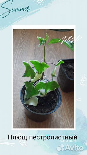 Плющ пестролистный