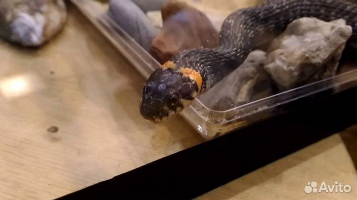 Ужи,Змеи,Natrix,Natrix