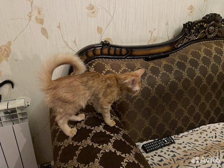 Котенок-подртсток