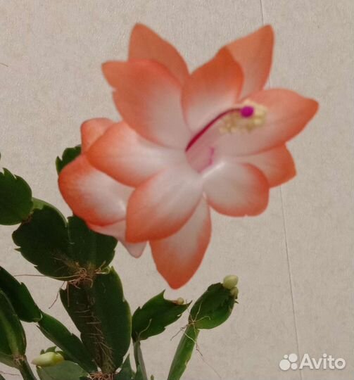 Декабрист шлюмбергера