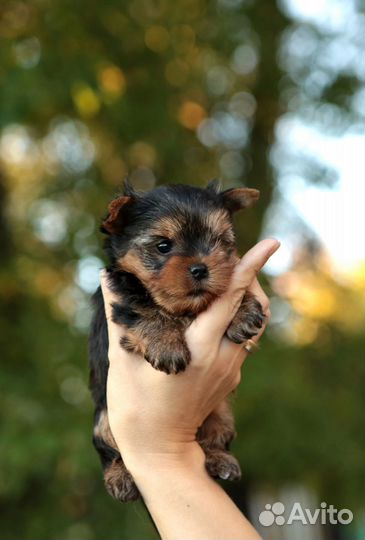 Мини мальчишки