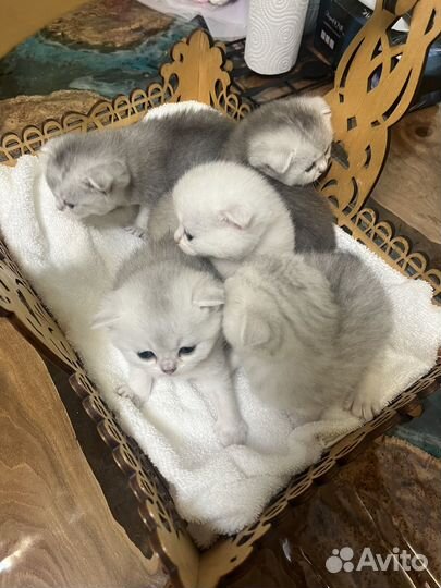 Серебристая шиншилла