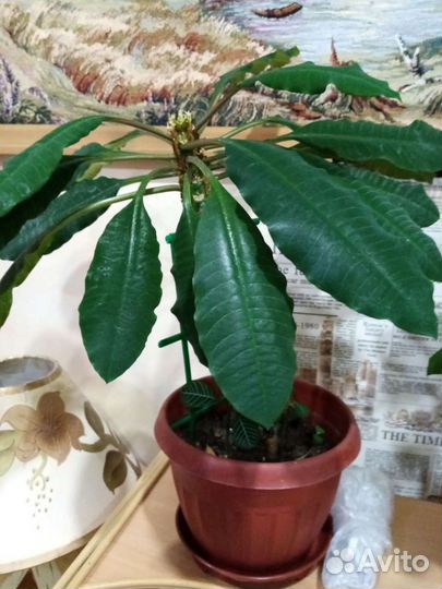 Цветы комнатные