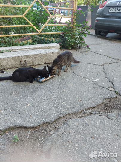 Кошка