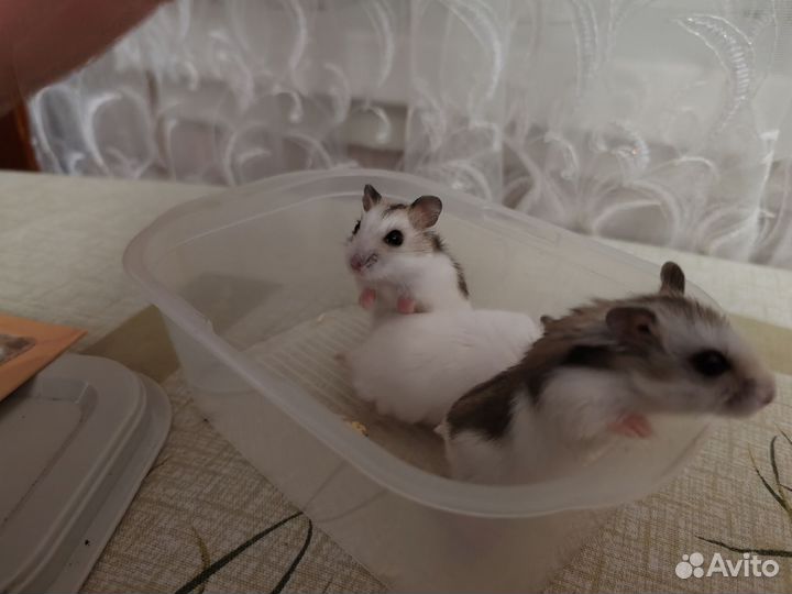 Хомички 2 чёрных 2 белых