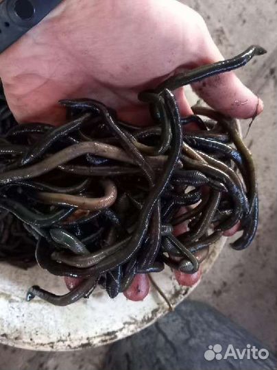 Дендробена, Навозные, Овражные,Зелёные