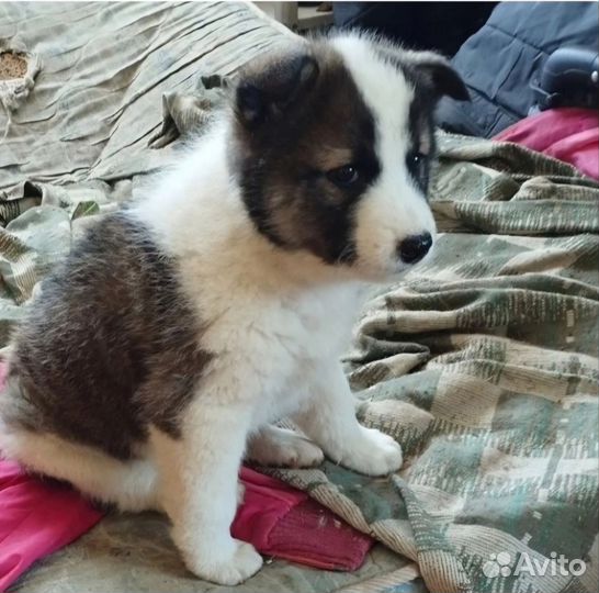 Малышам нужен дом. В приюте