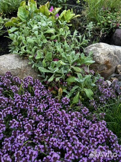 Почвопокровники: тимьян, армерия, седум