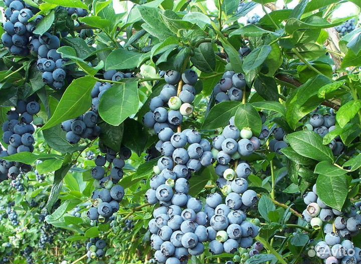 Голубика Денис Блю