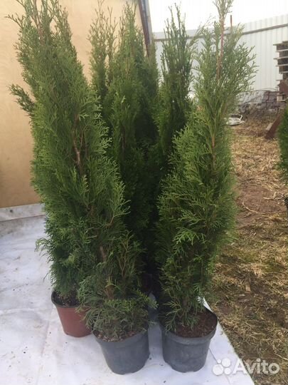 Туи смарагд саженцы
