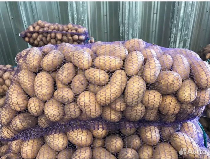 Продам картофель оптом