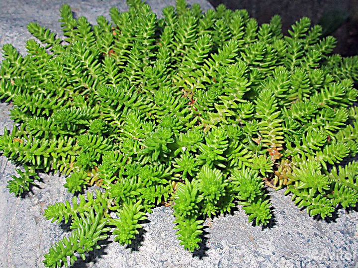 Почвопокровные растения