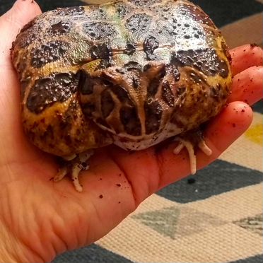 Чакские рогатки