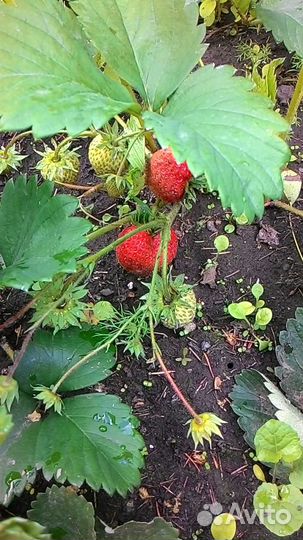 Саженцы клубники