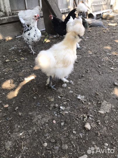 Куры молодки