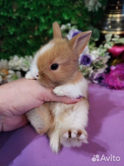 Карликовые мини кролики от заводчика напрямую