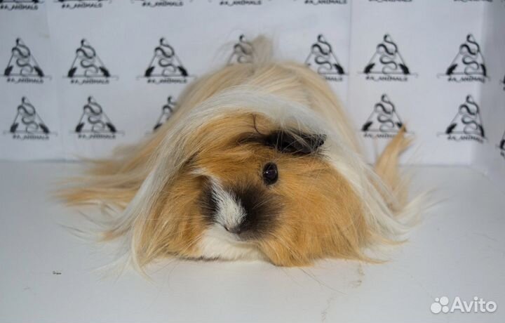 Перуанская морская свинка