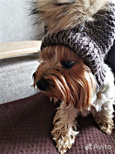 Вязаная одежда для собак