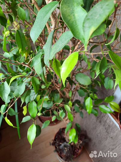 Фикус Бенджамина