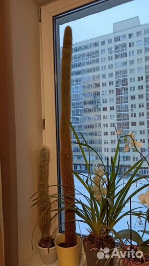 Большой кактус