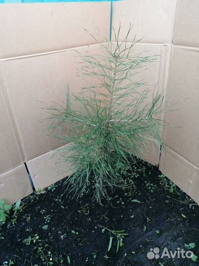 Сосна обыкновенная