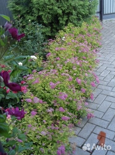 Спирея литл принцесс