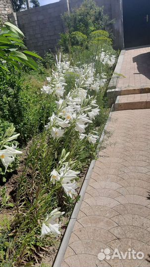 Лилия белая луковицы