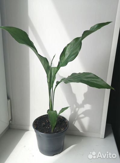 Спатифиллум