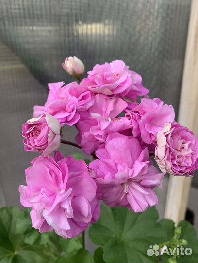 Герань пеларгония