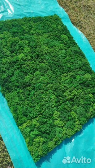 Сочетание стиля и экологии с панно из мха