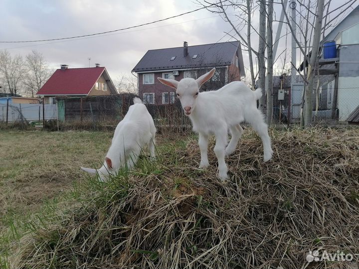 Козлята зааненские