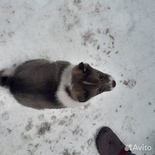 Щенки 1,5 месяца