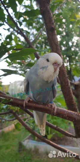 Птенцы Выставочные волнистые попугаи