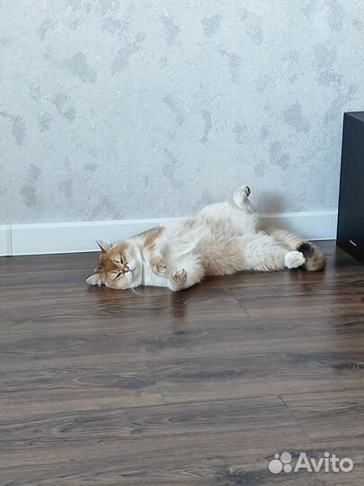 Коты для вязки